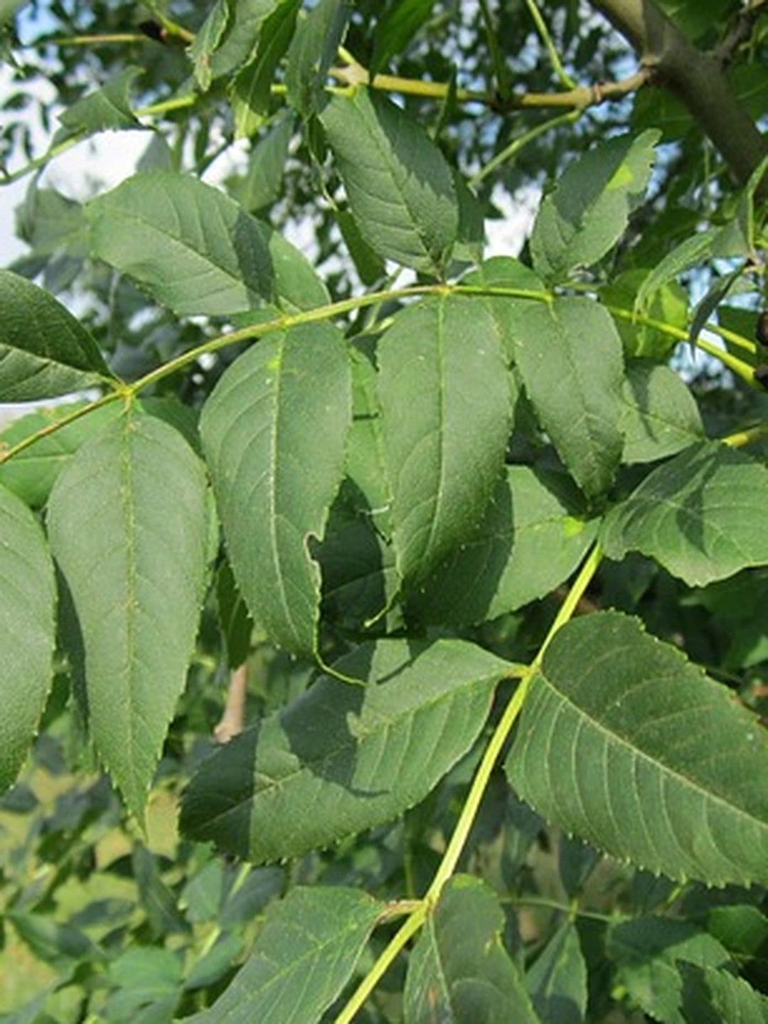 Frêne à fleurs 'Ornus' - Tige 8/10 - H.250/300cm - Racines nues - Image 3