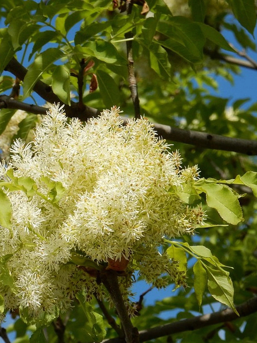 Frêne à fleurs 'Ornus' - Tige 8/10 - H.250/300cm - Racines nues - Image 4