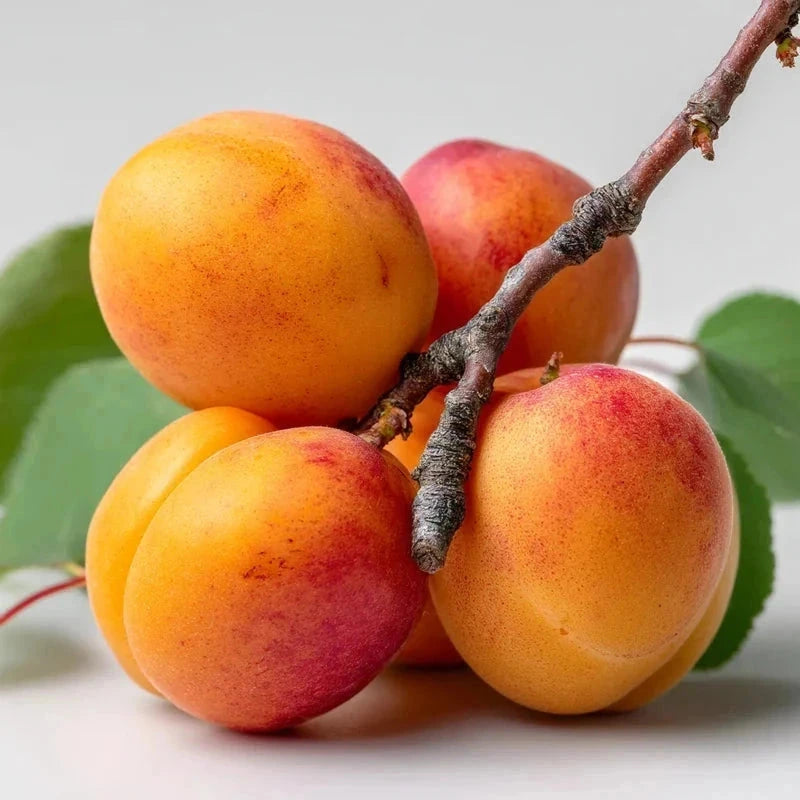 Abricotier 'Bergeron' - Gobelet - H.125/150cm - Pot de 12 litres - Image 1