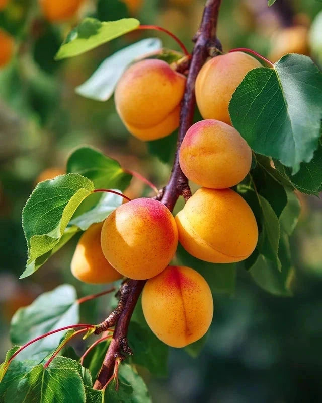 Abricotier 'Luizet' - 1/2 tige - H.175/200cm - Pot de 12 litres