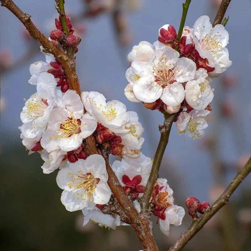 Abricotier 'Pêche de Nancy' Label Rouge - H.125/150cm - Gobelet - Pot de 12 litres - Image 4