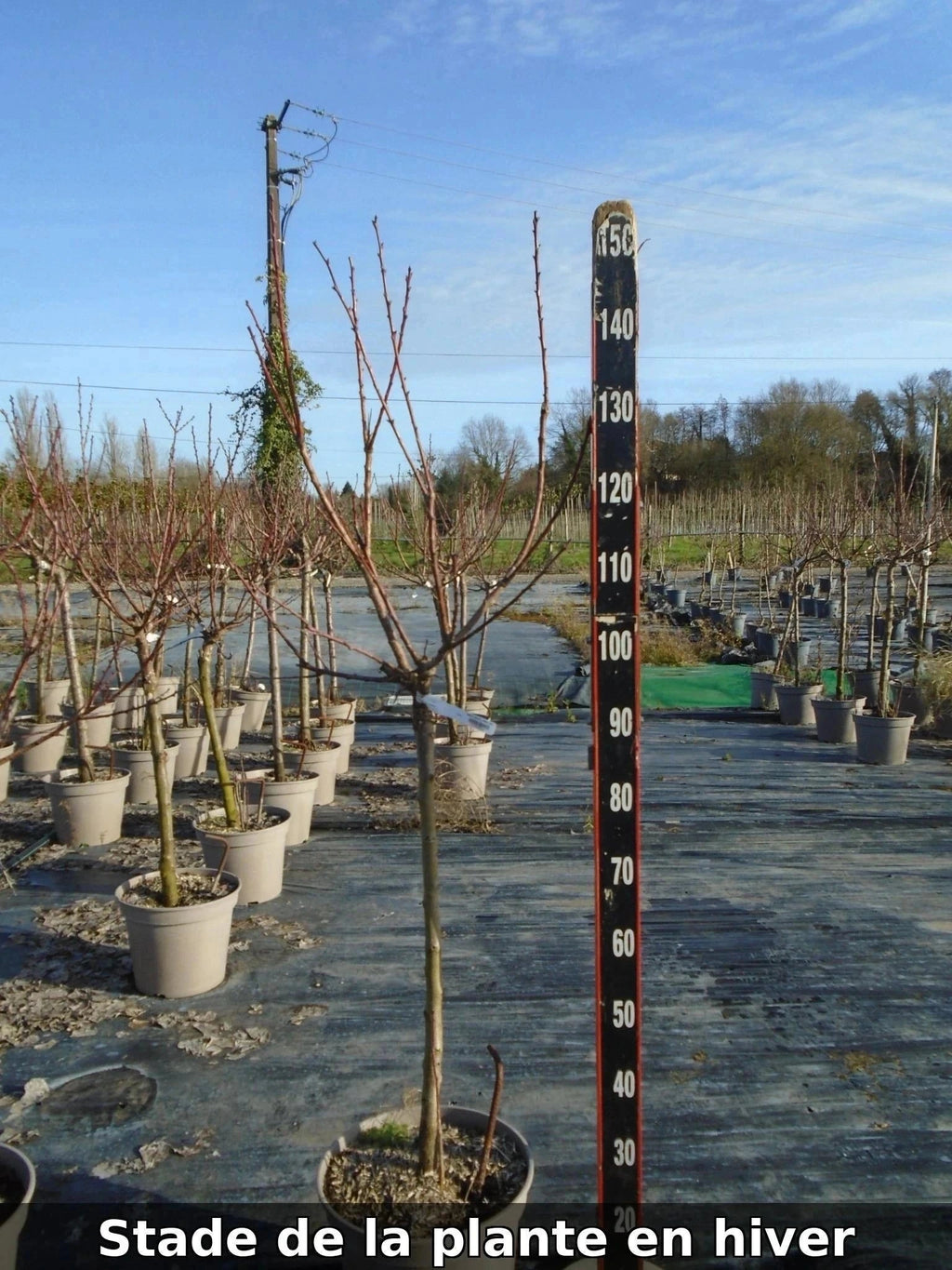 Abricotier 'Pêche de Nancy' Label Rouge - H.125/150cm - Gobelet - Pot de 12 litres - Image 7