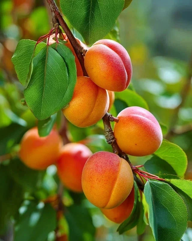 Abricotier 'Polonais' - 1/2 tige - H.175/200cm - Pot de 12 litres - Image 2