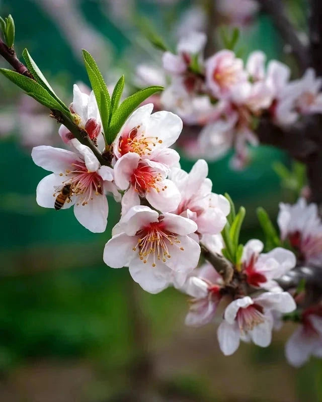 Abricotier 'Polonais' - 1/2 tige - H.175/200cm - Pot de 12 litres - Image 5