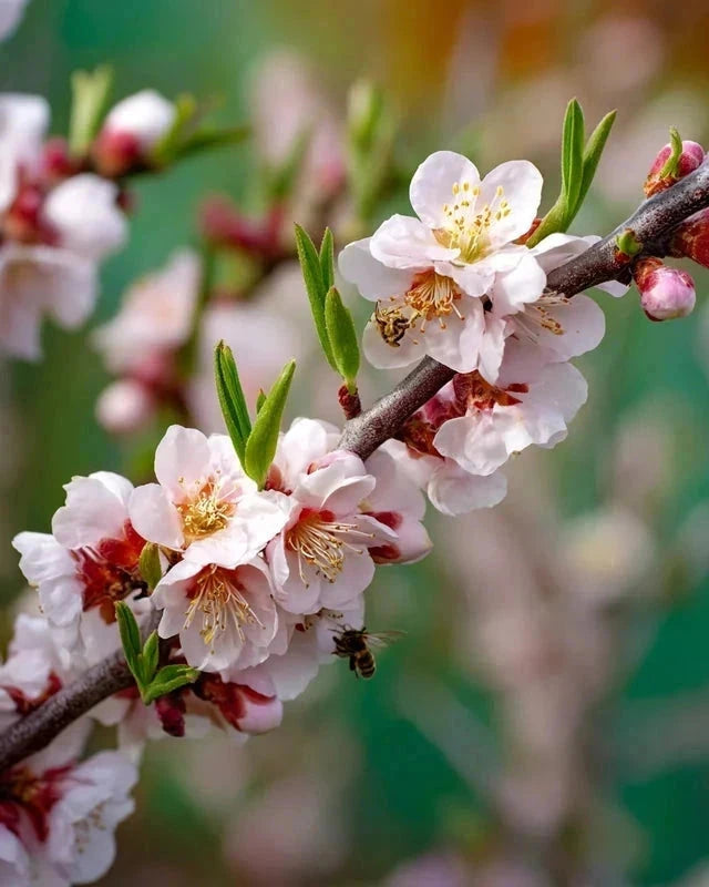 Abricotier 'Polonais' - 1/2 tige - H.175/200cm - Pot de 12 litres - Image 7