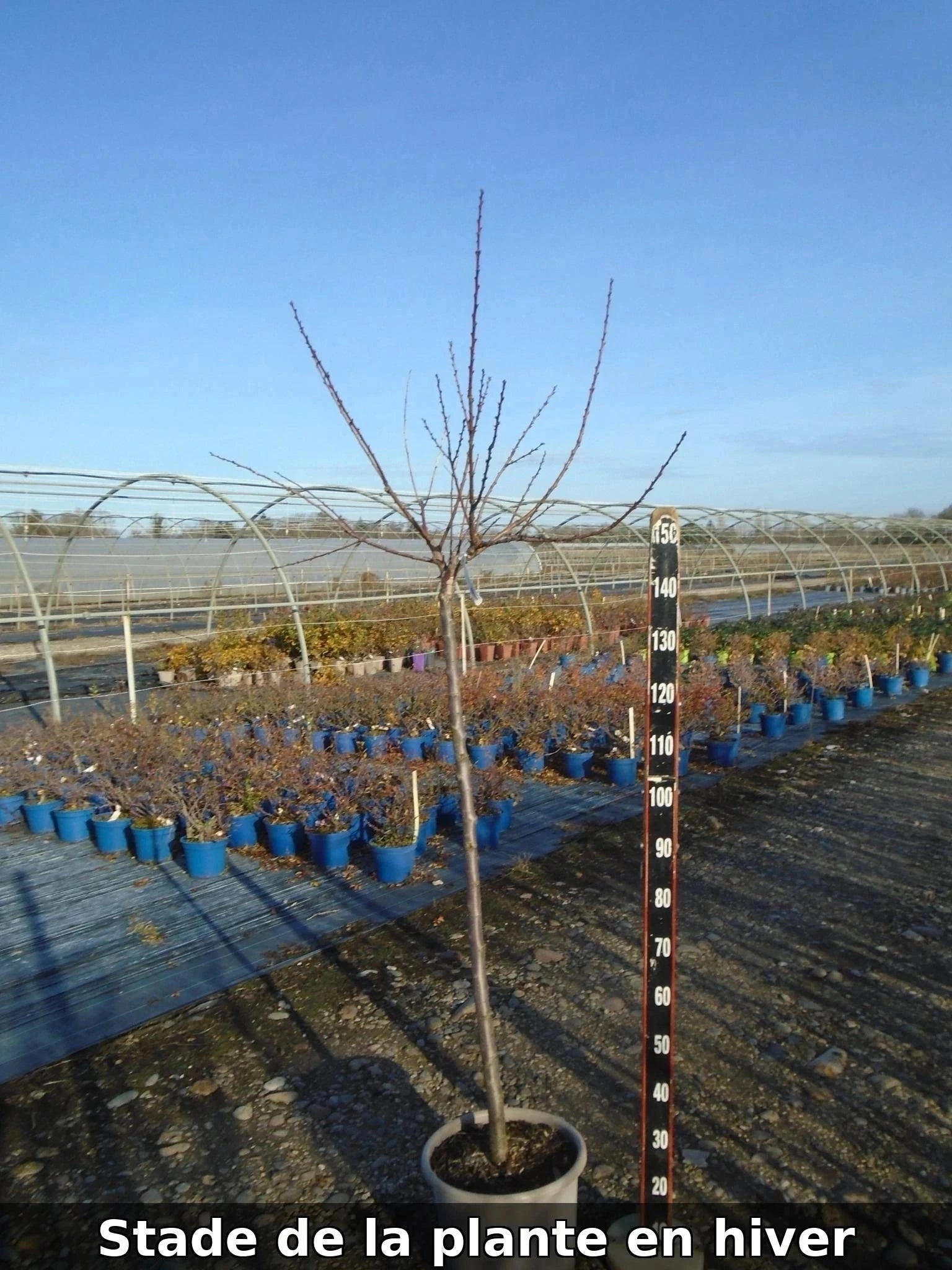 Abricotier 'Polonais' - 1/2 tige - H.175/200cm - Pot de 12 litres - Image 10