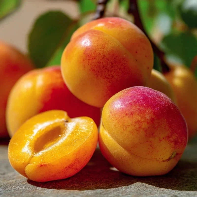 Abricotier 'Rouge du Roussillon' - 1/2 tige - H.175/200cm - Pot de 12 litres