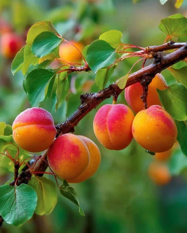 Abricotier 'Rouge du Roussillon' - 1/2 tige - H.175/200cm - Pot de 15 litres