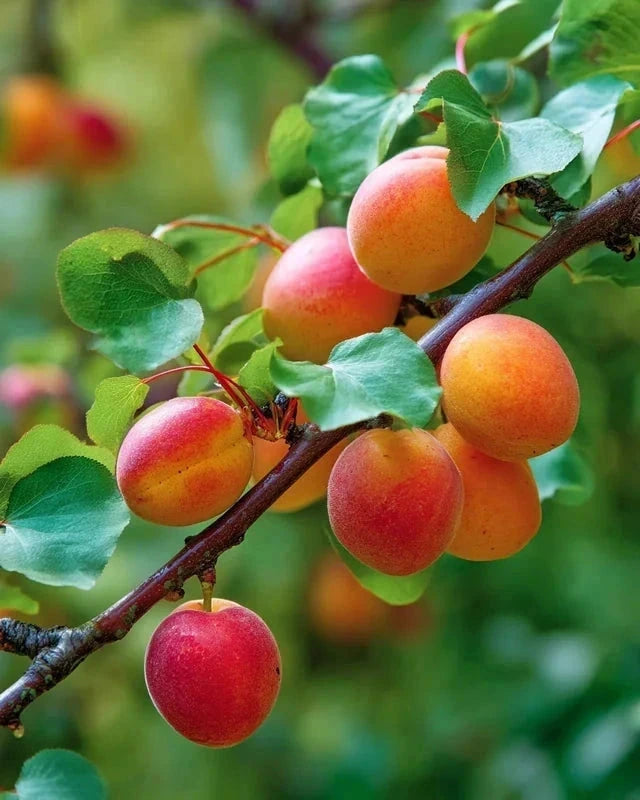 Abricotier 'Rouge du Roussillon' - 1/2 tige - H.175/200cm - Pot de 15 litres - Image 2