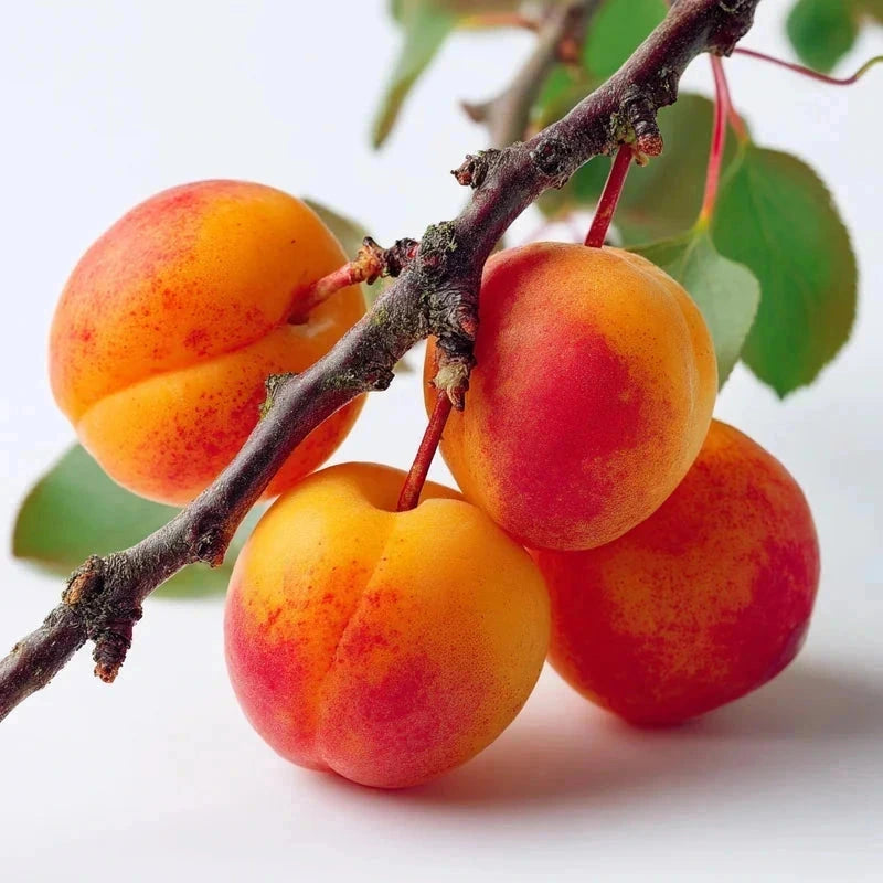 Abricotier 'Rouge du Roussillon' - 1/2 tige - H.175/200cm - Pot de 15 litres - Image 3