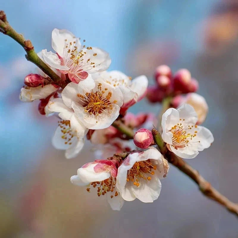 Abricotier 'Rustique des Pyrénées' - Gobelet - H.125/150cm - Pot de 12 litres - Image 5