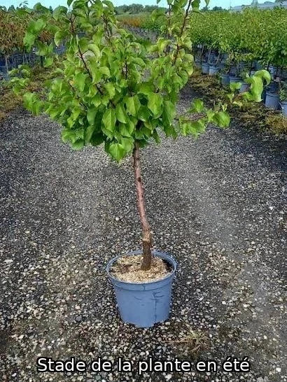 Abricotier 'Rustique des Pyrénées' Label Rouge - H.125/150cm - Gobelet - Pot de 12 litres - Image 7