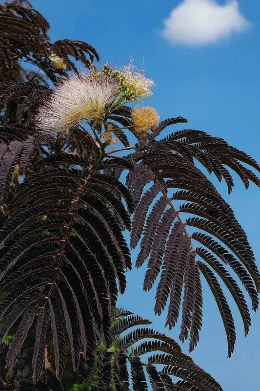 Albizia julibrissin 'Chocolat fountain' - 1/2 tige - H.150/175cm - Pot de 15 litres