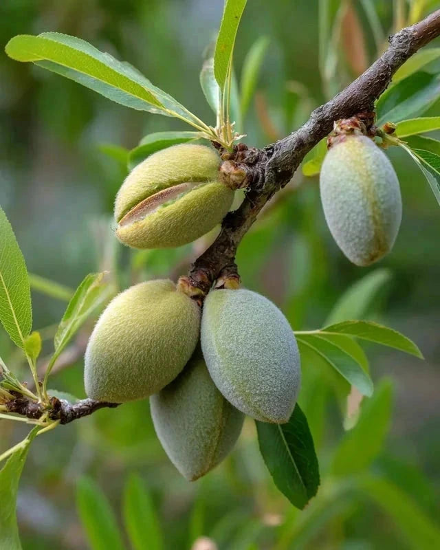 Amandier 'Ferragnes' - 1/2 tige - H.175/200cm - Pot de 12 litres - Image 3