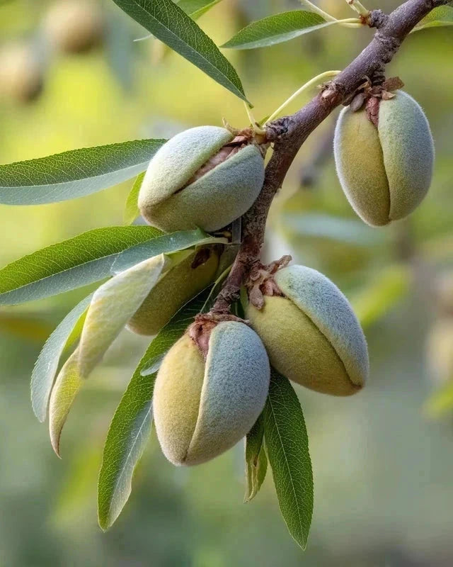 Amandier 'Ferragnes' - 1/2 tige - H.175/200cm - Pot de 12 litres - Image 5