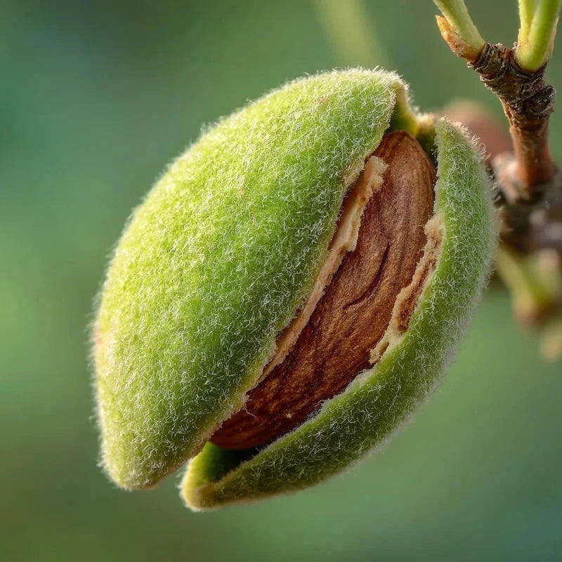 Amandier 'Texas' - 1/2 tige - H.175/200cm - Pot de 12 litres - Image 4