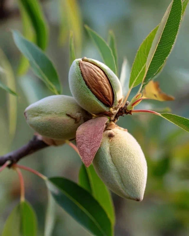 Amandier 'Texas' - 1/2 tige - H.175/200cm - Pot de 12 litres - Image 5