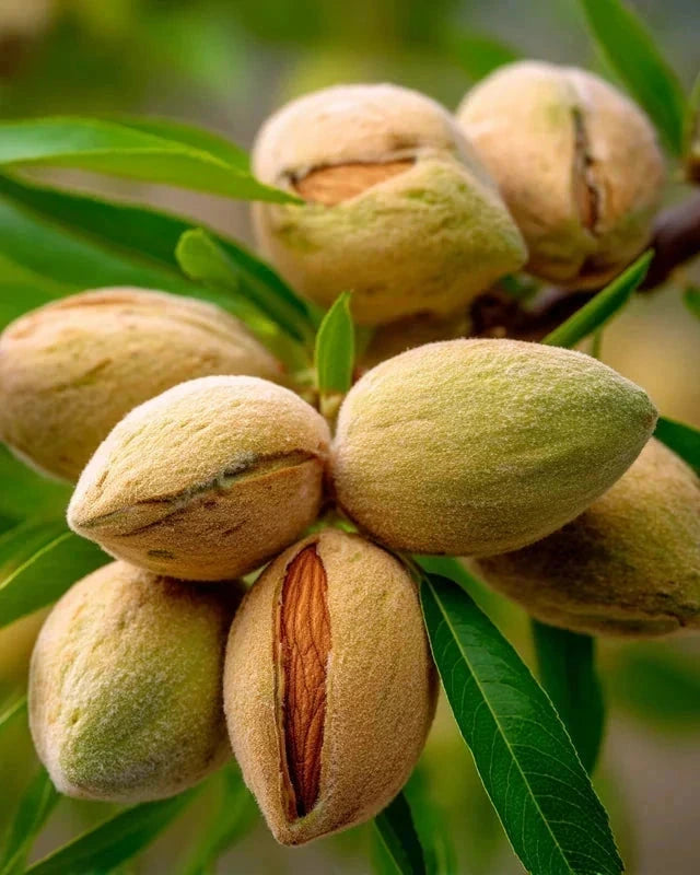 Amandier 'Texas' - 1/2 tige - H.175/200cm - Pot de 15 litres - Image 6