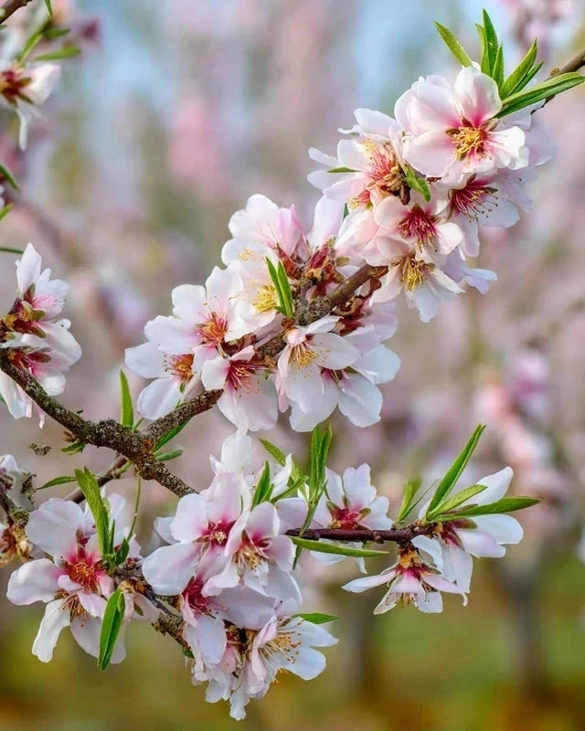 Amandier 'Texas' - 1/2 tige - H.175/200cm - Pot de 15 litres - Image 8