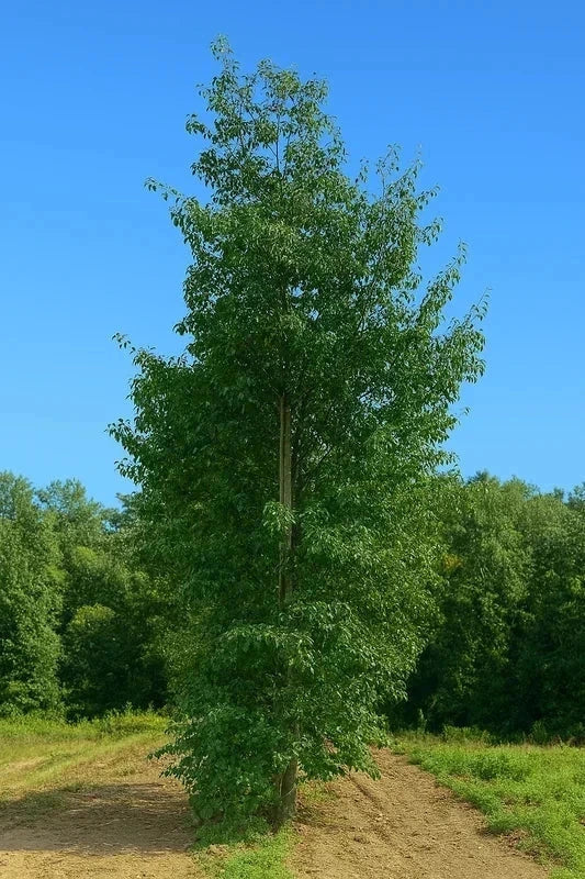 Aulne de Corse - Baliveau - H.175/200cm - Pot de 15 litres