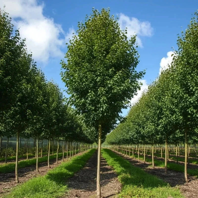 Aulne de Corse - Baliveau - H.175/200cm - Pot de 15 litres - Image 2