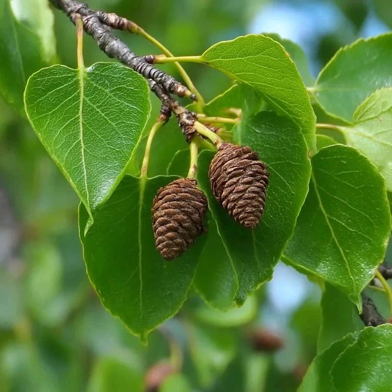 Aulne de Corse - Baliveau - H.175/200cm - Pot de 15 litres - Image 3