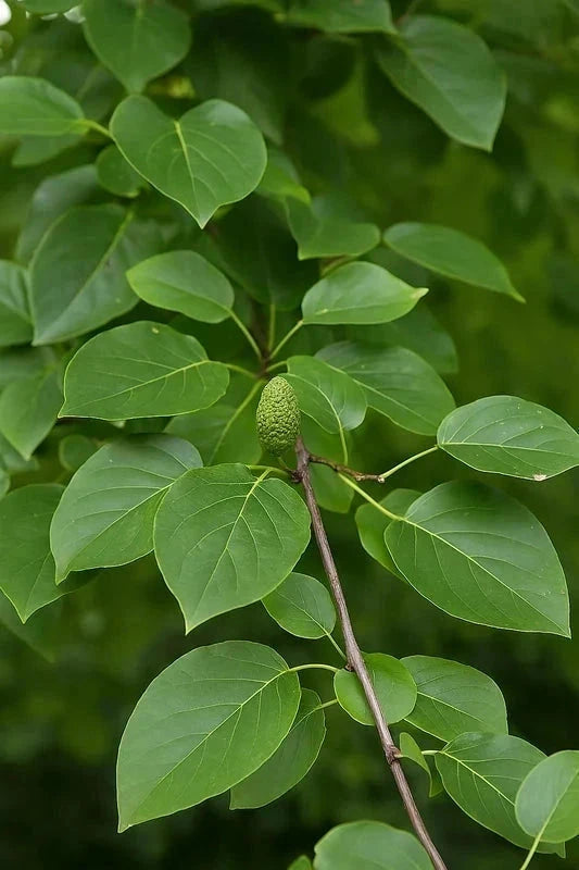 Aulne de Corse - Baliveau - H.175/200cm - Pot de 15 litres - Image 4
