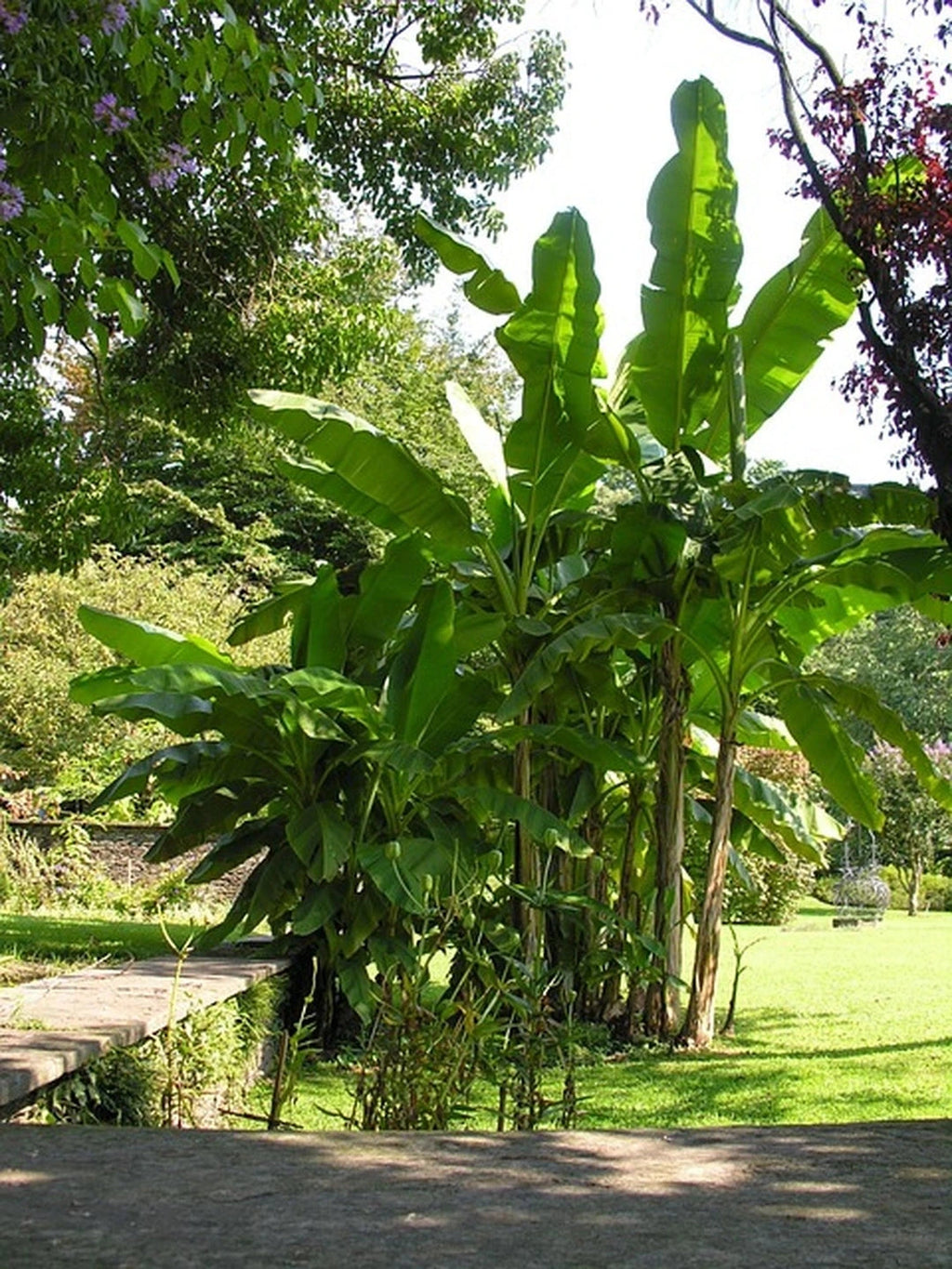 Bananier rustique 'Mekong giant' - H.100/125cm - Pot de 15 litres - Image 3