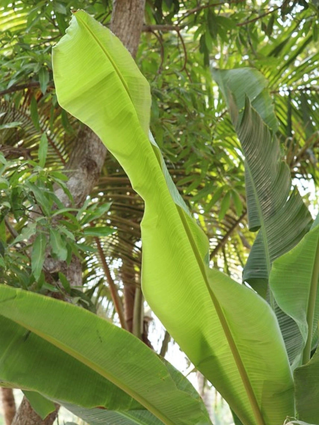 Bananier rustique 'Mekong giant' - H.100/125cm - Pot de 15 litres - Image 4