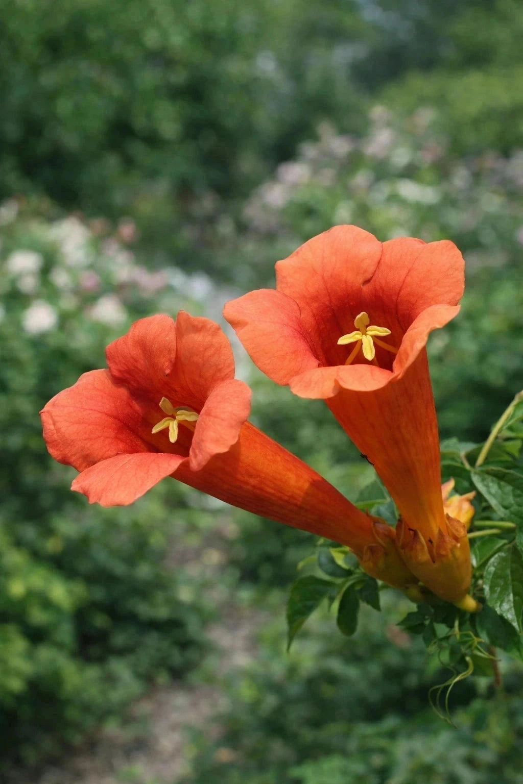 Bignone 'Fire trumpet vine' - Tigette - H.125/150cm - Pot de 7,5 litres - Image 2