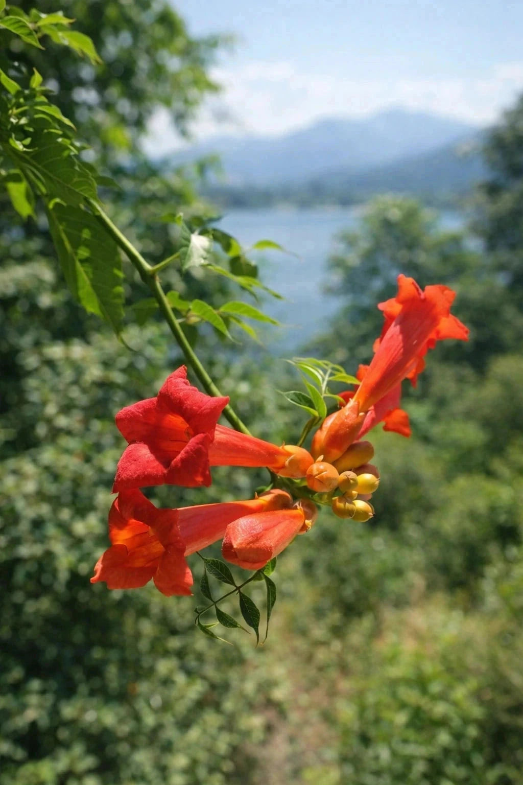 Bignone 'Fire trumpet vine' - Tigette - H.125/150cm - Pot de 7,5 litres - Image 3