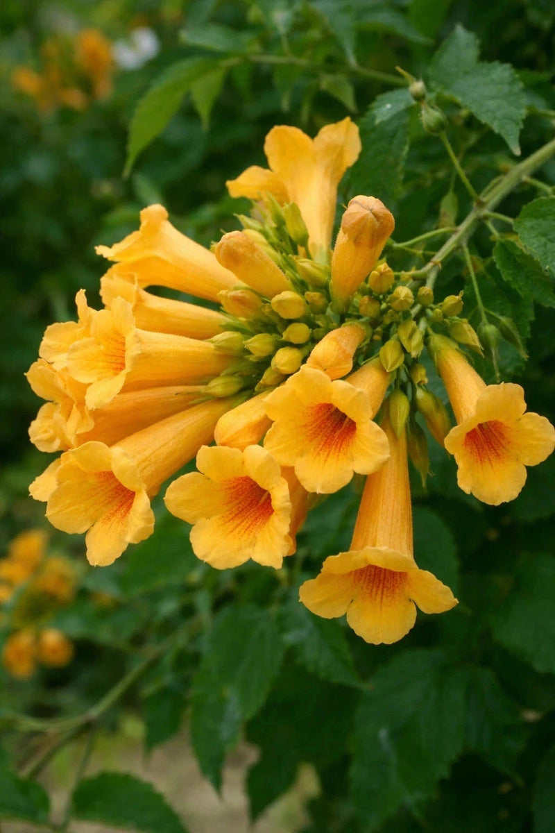 Bignone 'Golden trumpet®' creeper - Tigette - H.125/150cm - Pot de 7,5 litres