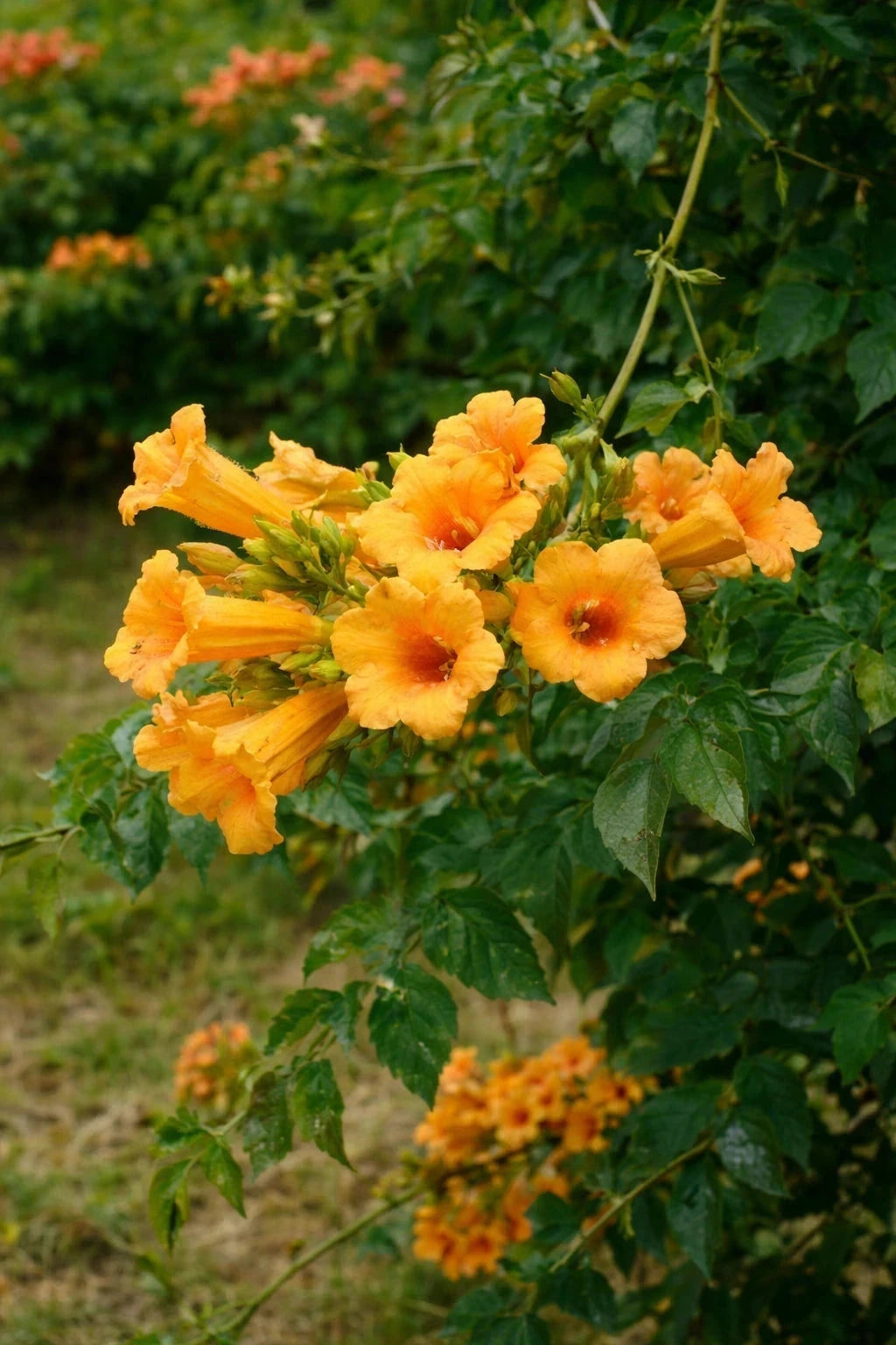 Bignone 'Golden trumpet®' creeper - Tigette - H.125/150cm - Pot de 7,5 litres - Image 2