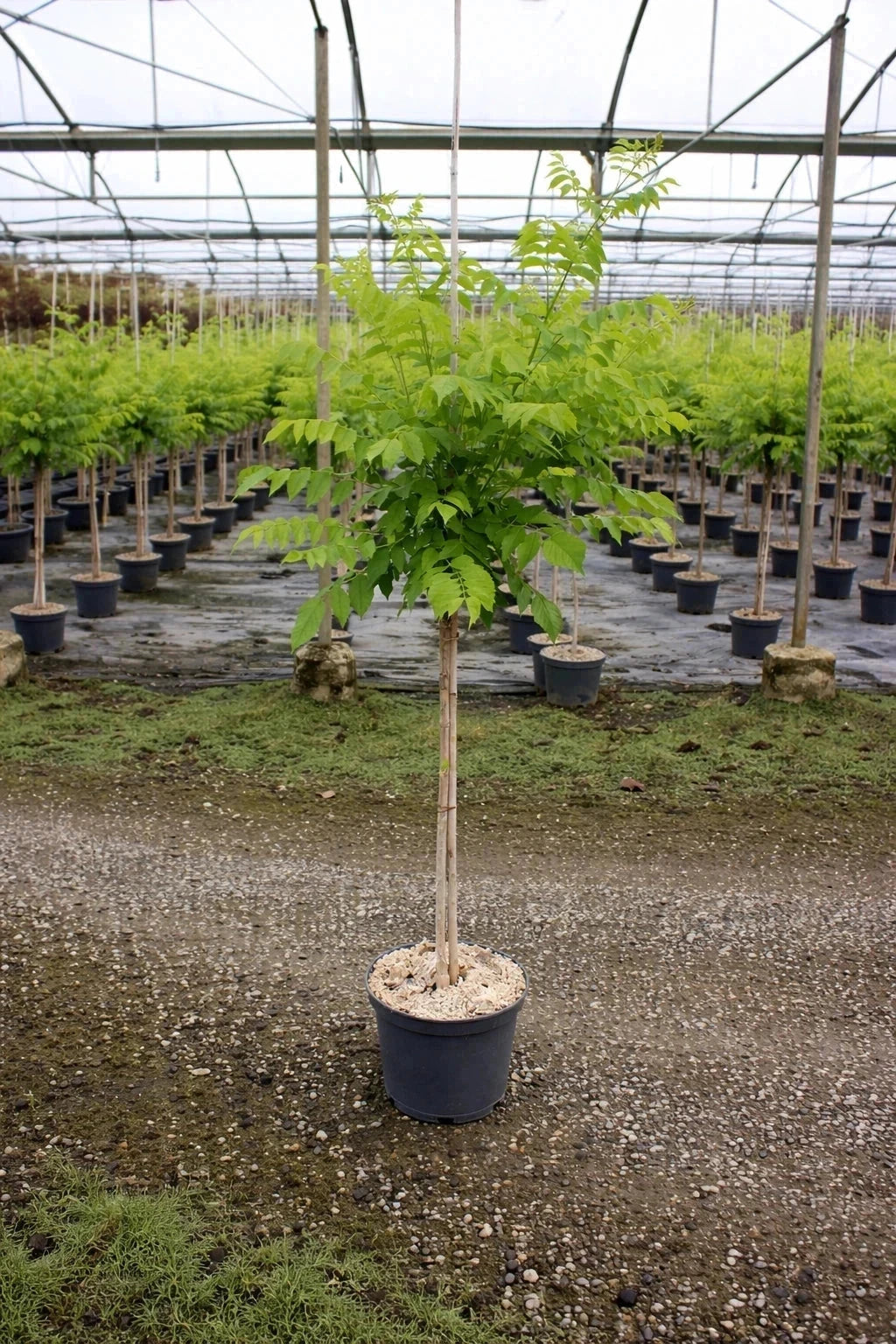 Bignone 'Golden trumpet®' creeper - Tigette - H.125/150cm - Pot de 7,5 litres - Image 3