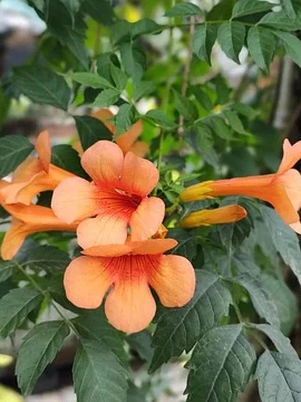 Bignone 'Indian Summer' - Tigette - H.125/150cm - Pot de 7,5 litres - Image 3