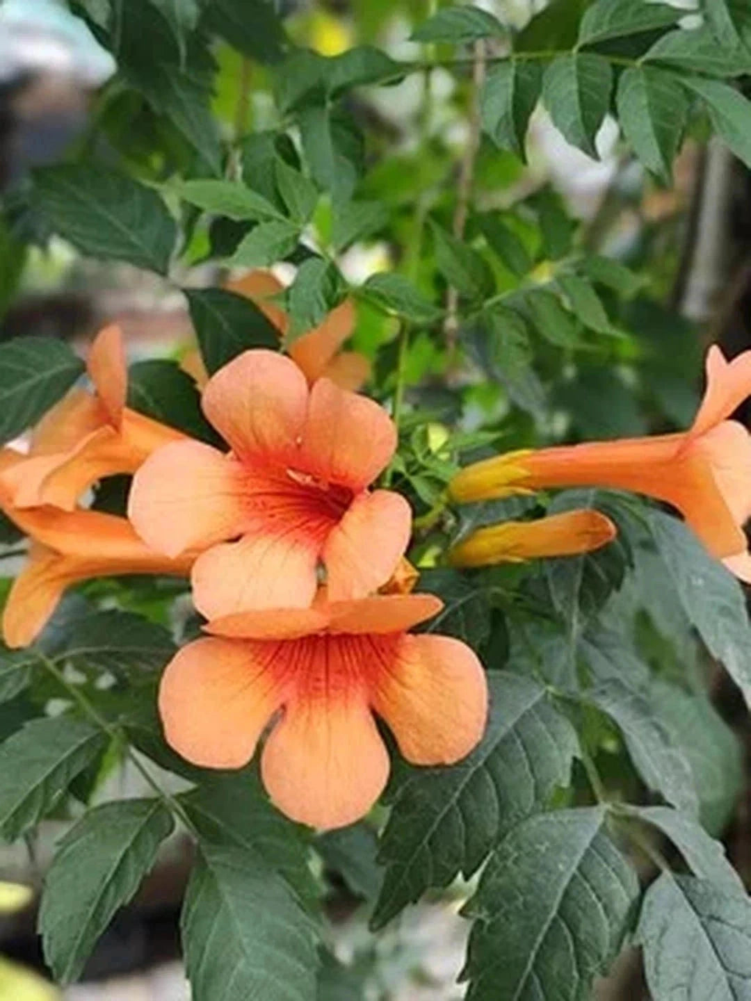 Bignone 'Indian Summer' - Tigette - H.125/150cm - Pot de 7,5 litres - Image 3