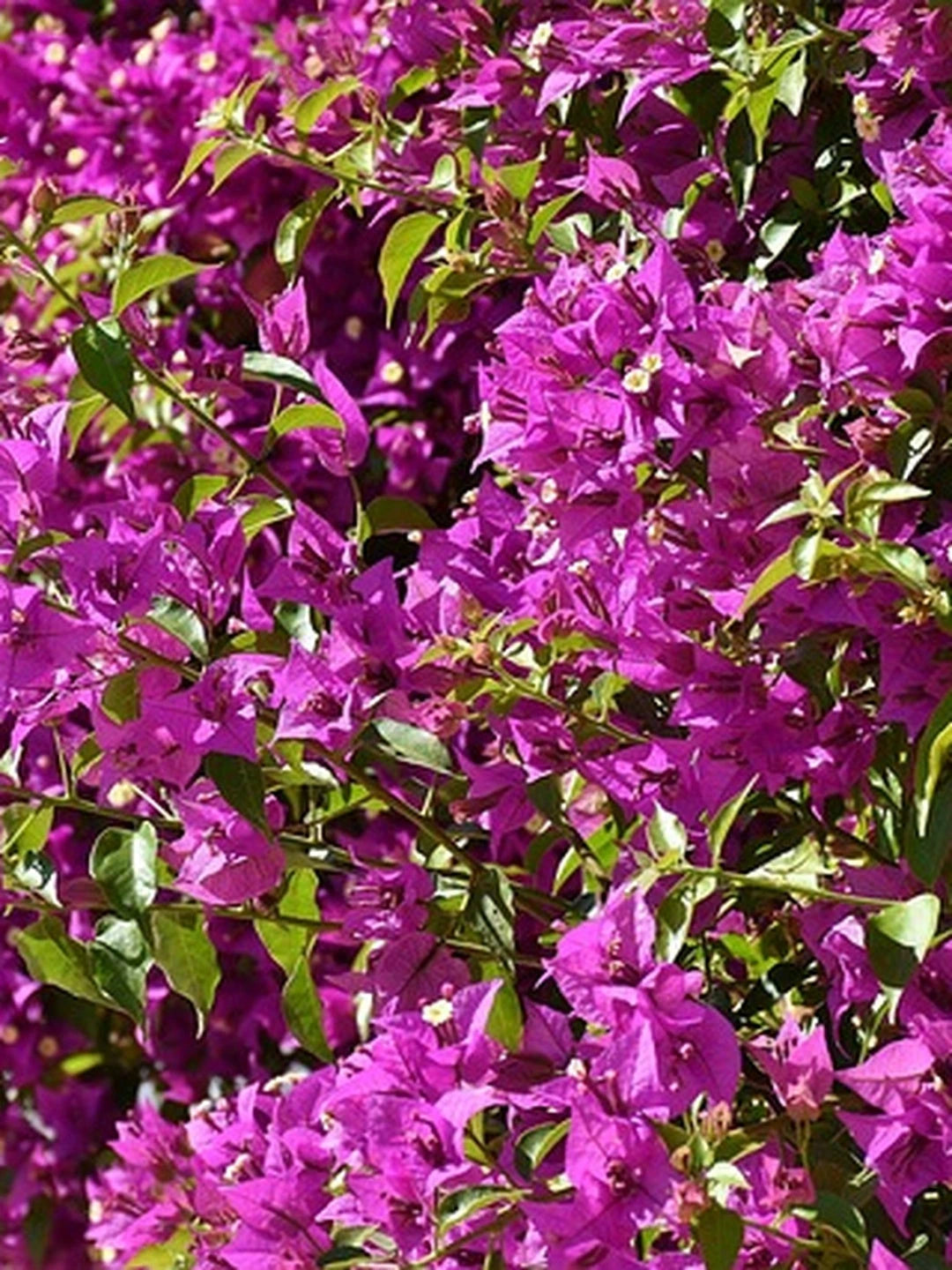 Bougainvillier 'Sanderiana' - H.40/50cm - Pot de 6 litres - Image 7