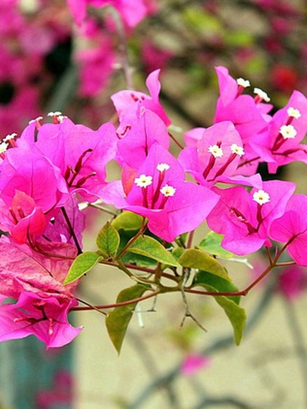 Bougainvillier 'Sanderiana' - H.40/50cm - Pot de 6 litres - Image 8