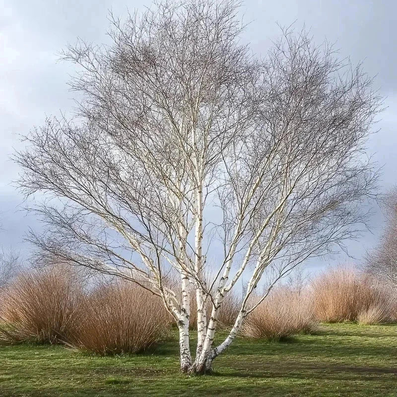 Bouleau de l'Himalaya - Tige 6/8cm - H.250/300cm - Pot de 30 litres
