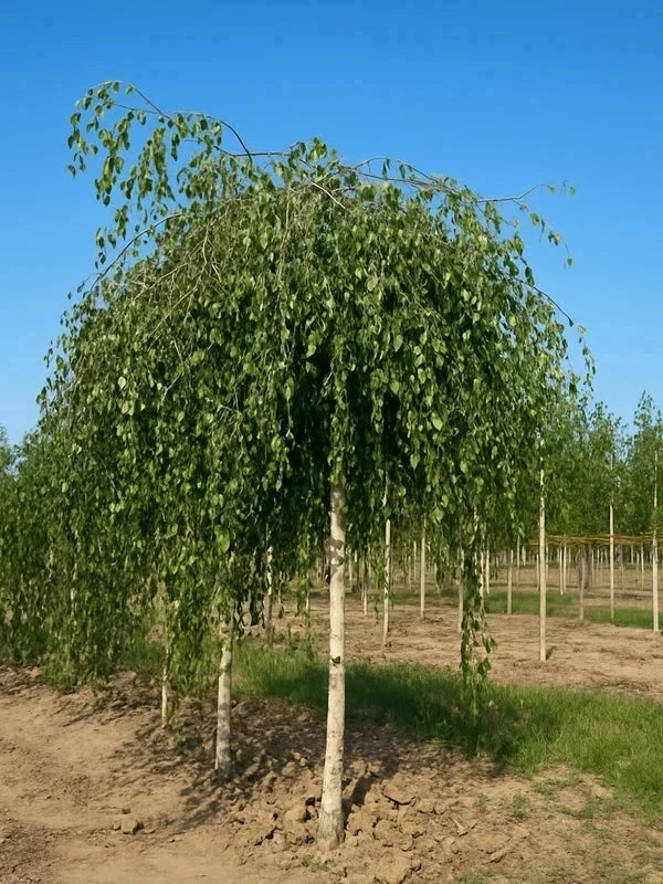 Bouleau pleureur 'Youngii' - Tige 8/10 - H.250/300cm - Pot de 30 litres