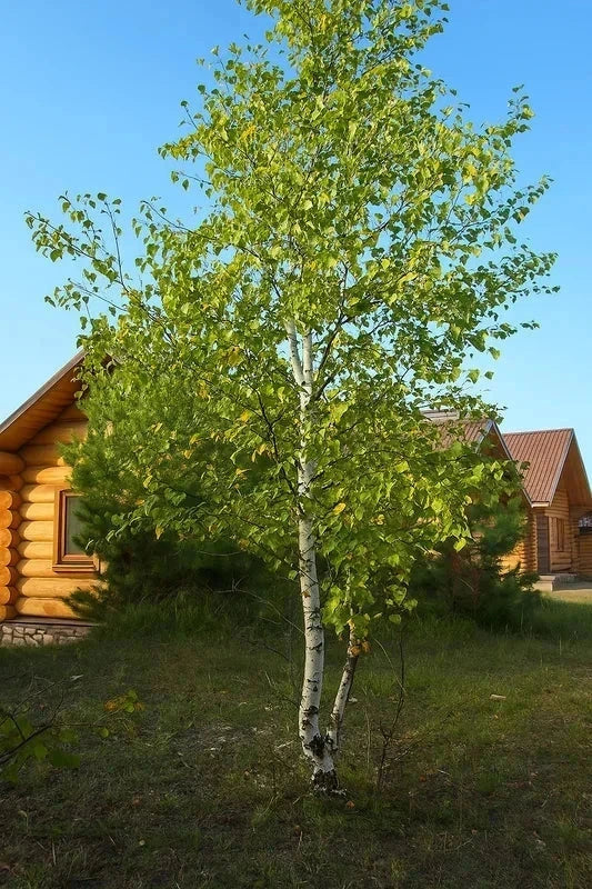 Bouleau verruqueux 'Ramifié' - Tige 10/12cm - H.250/300cm - Pot de 30 litres