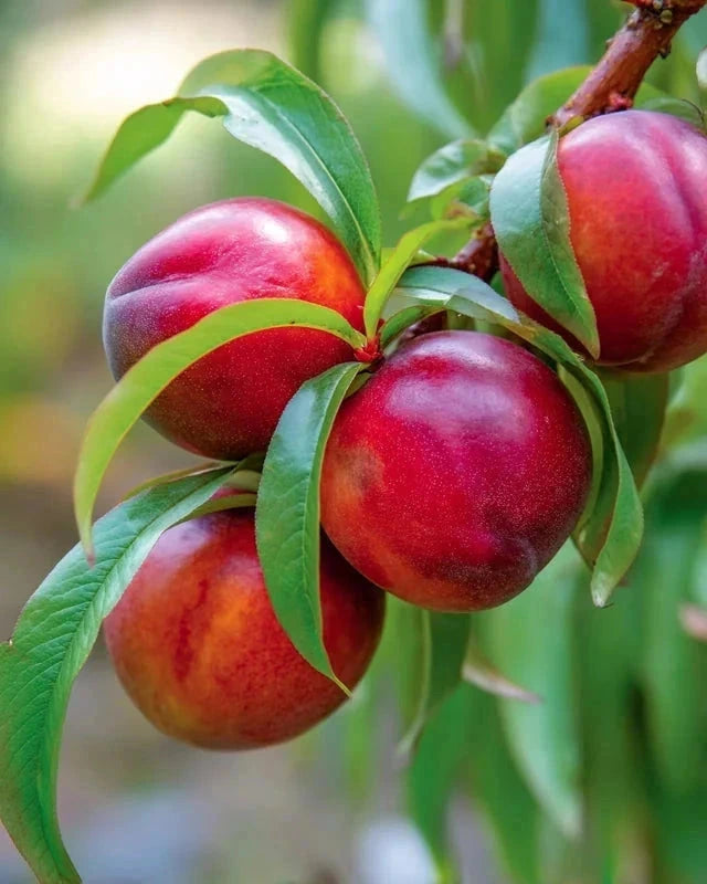 Brugnon 'Fantasia' - 1/2 tige - H.175/200cm - Pot de 12 litres