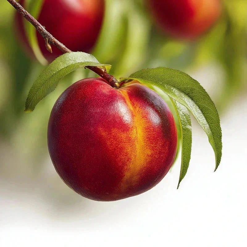 Brugnon 'Morton' - 1/2 tige - H.175/200cm - Pot de 12 litres