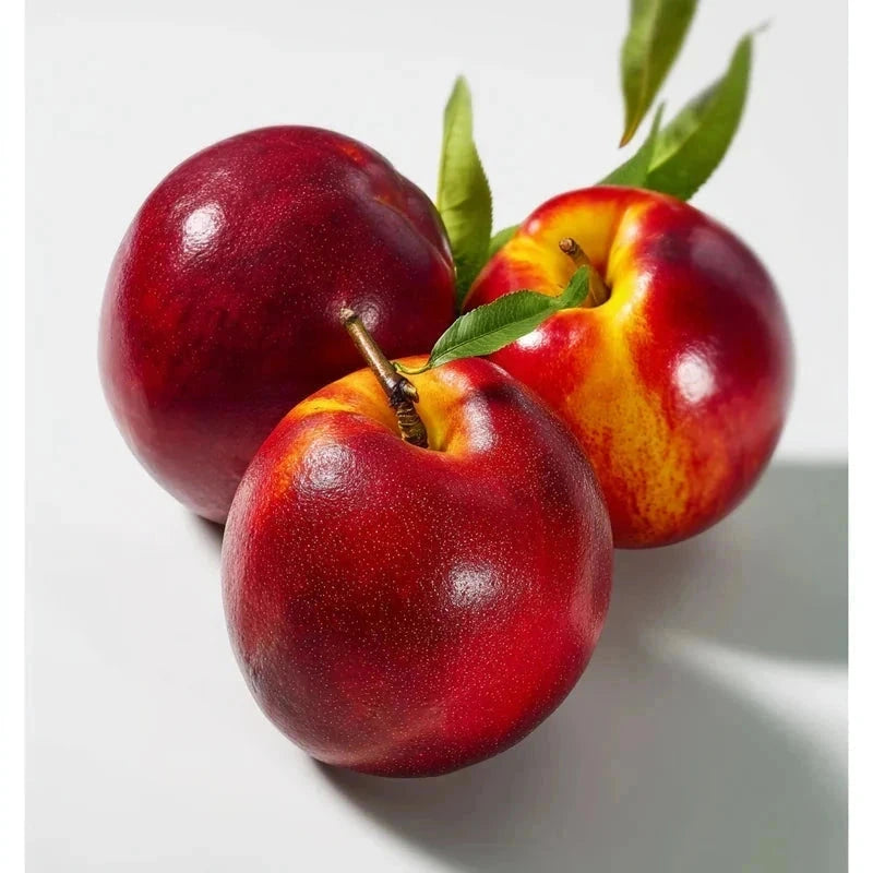 Brugnon 'Morton' - 1/2 tige - H.175/200cm - Pot de 12 litres - Image 2