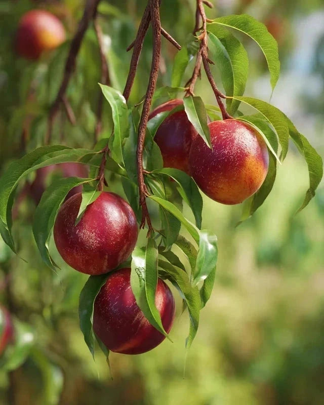 Brugnon 'Nectarose' - 1/2 tige - H.175/200cm - Pot de 15 litres