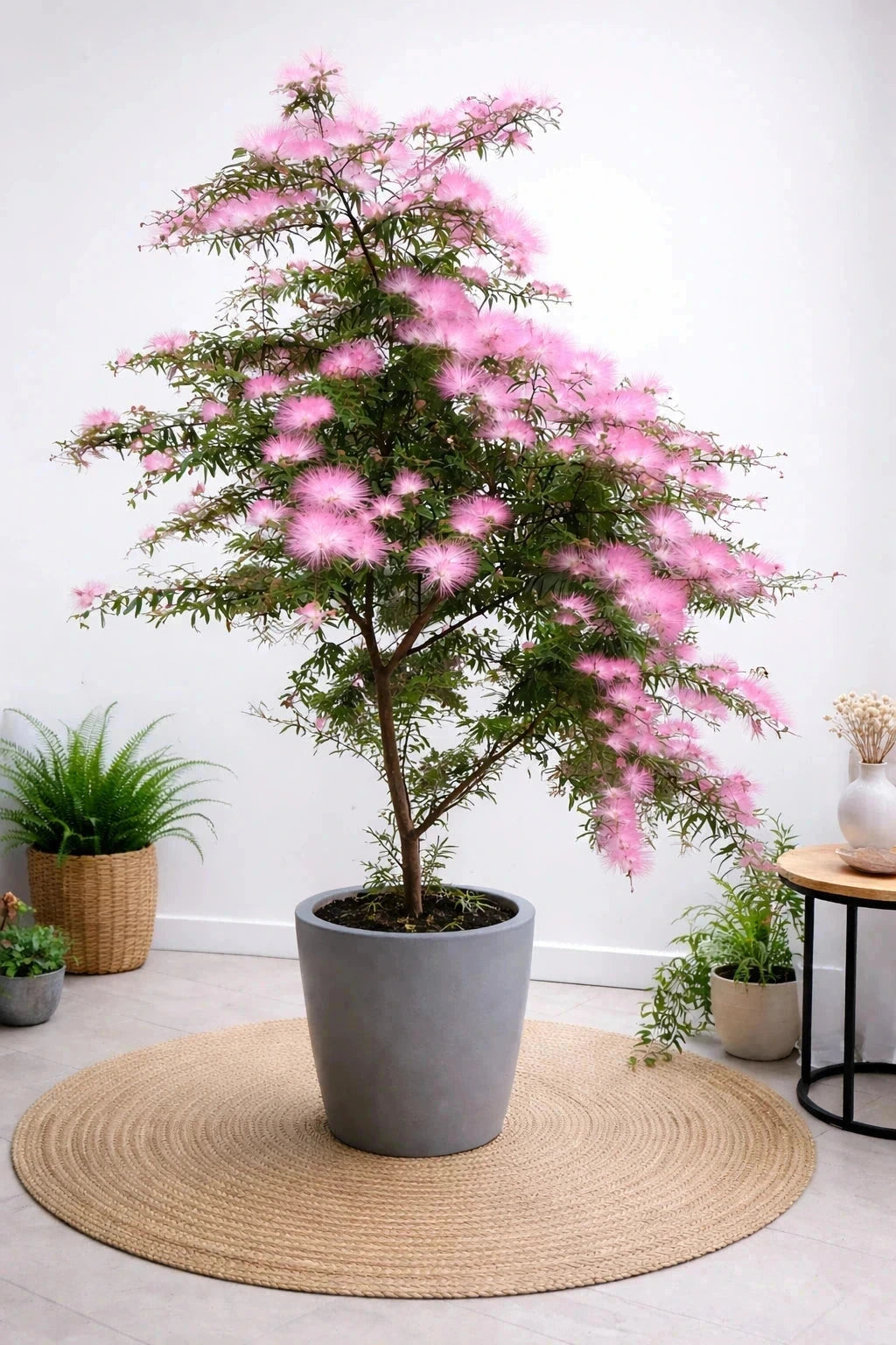 Calliandra 'Dixie Pink' - H.60/80cm - Pot de 7,5 litres - Image 2