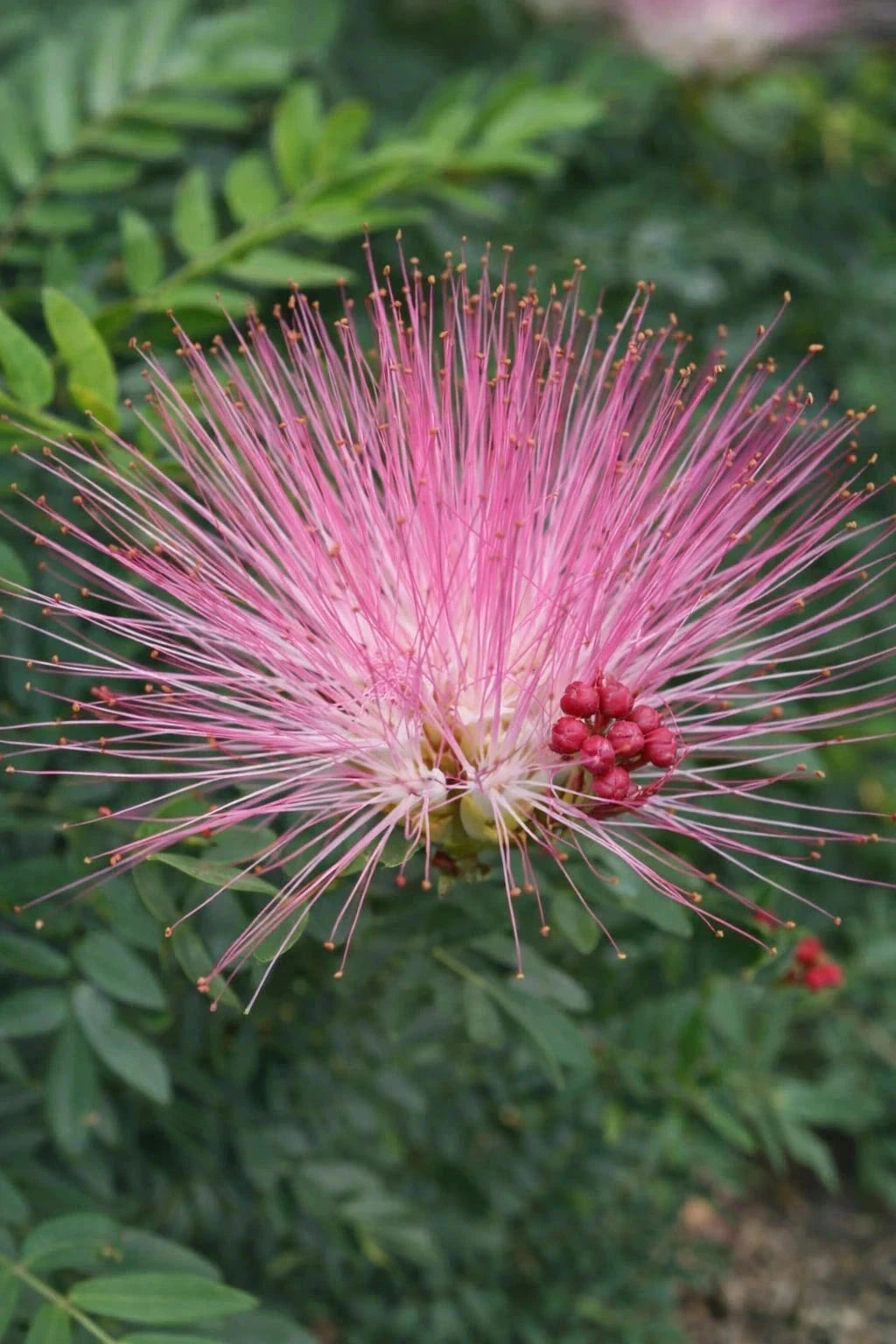Calliandra 'Dixie Pink' - H.60/80cm - Pot de 7,5 litres - Image 3