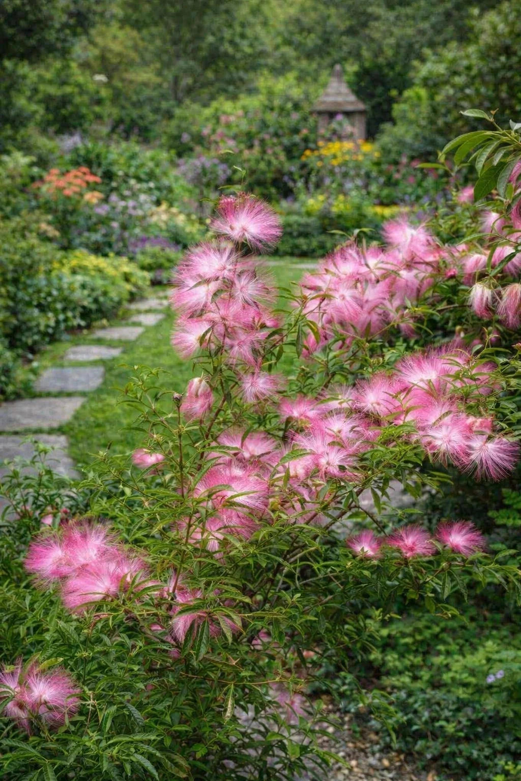 Calliandra 'Dixie Pink' - H.60/80cm - Pot de 7,5 litres - Image 4