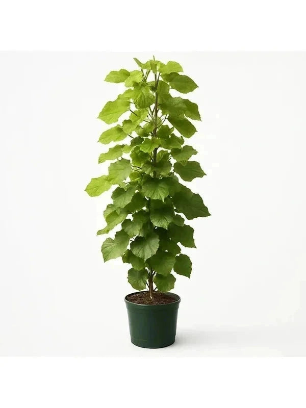 Catalpa commun - H.175/200cm - Baliveau - Pot de 15 litres