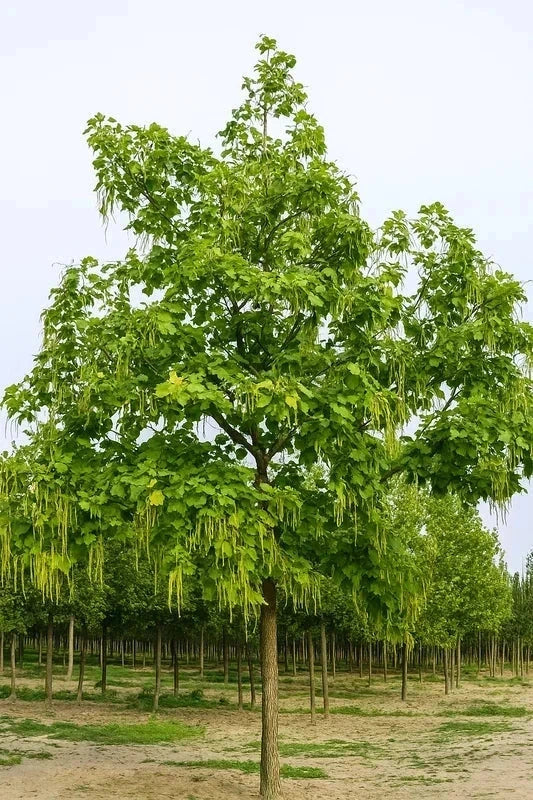 Catalpa commun - H.175/200cm - Baliveau - Pot de 15 litres - Image 2